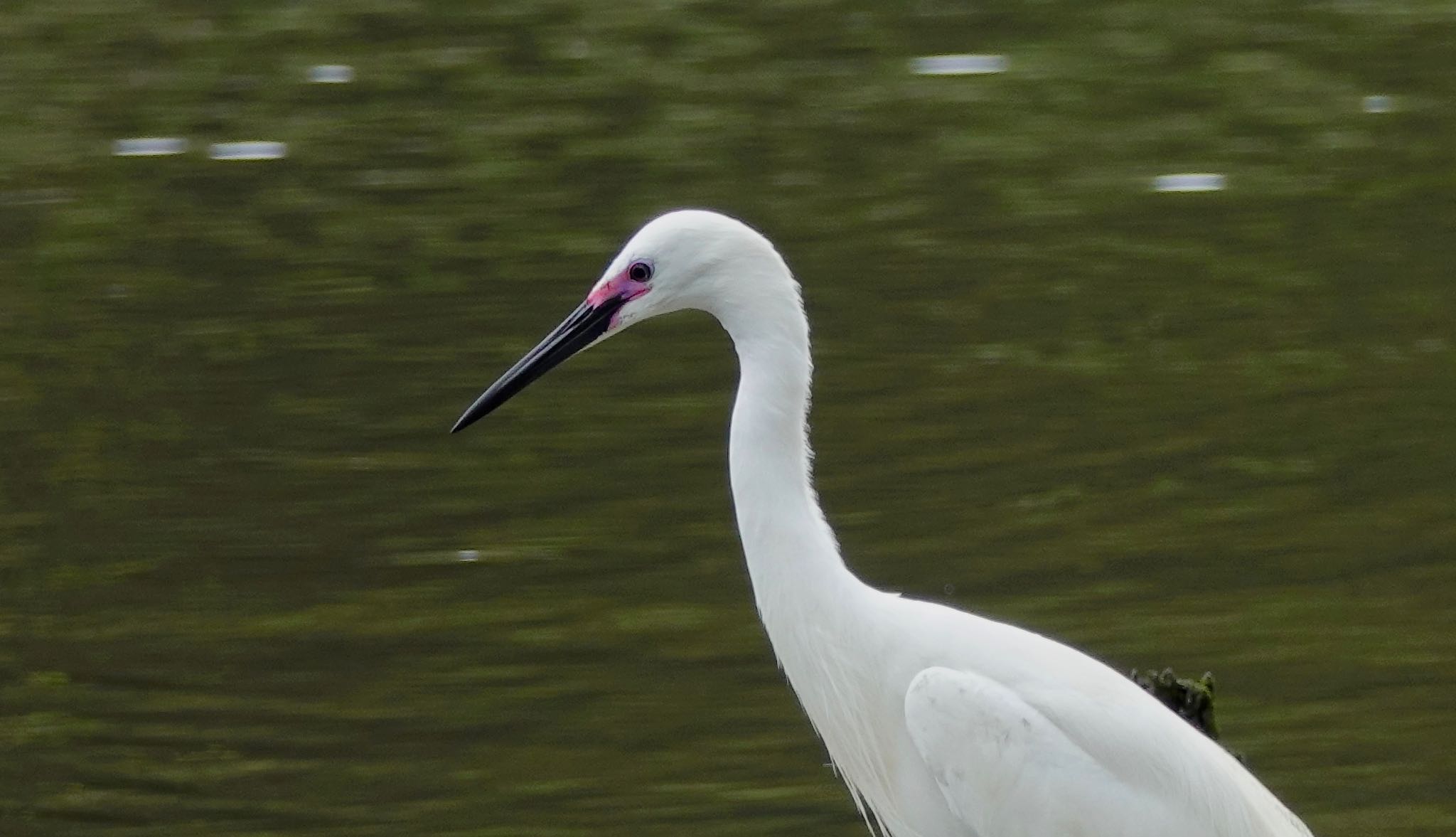 Little Egret