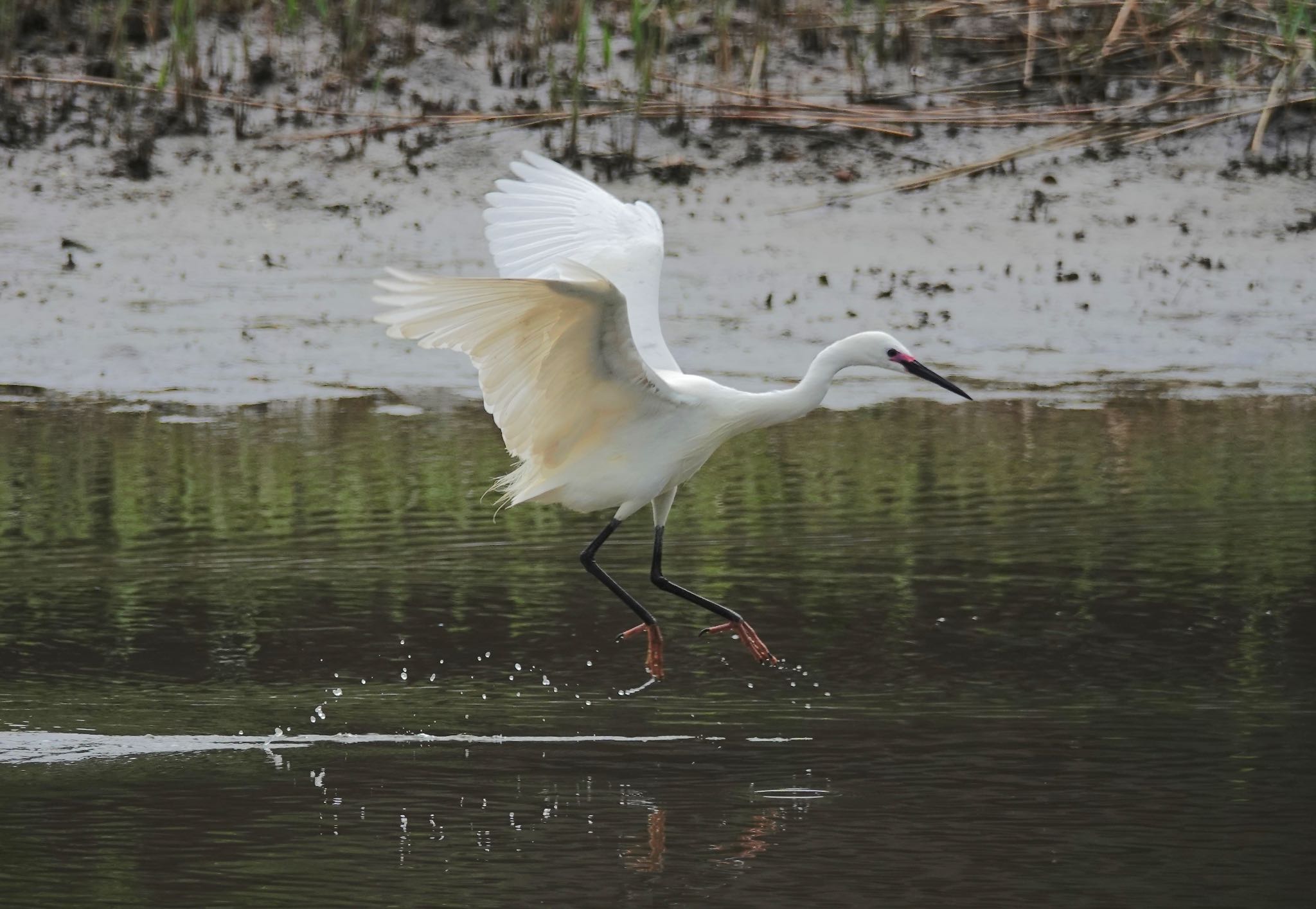 Little Egret