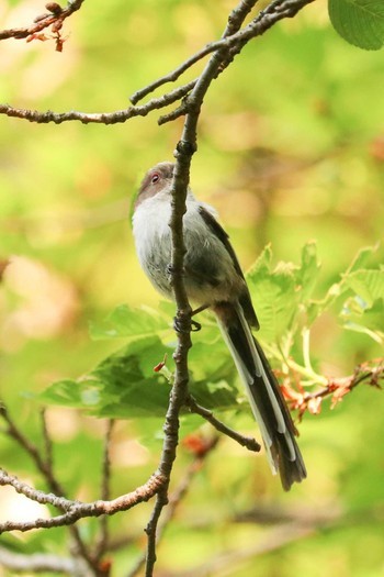 エナガ 三ツ池公園(横浜市鶴見区) 2019年4月25日(木)