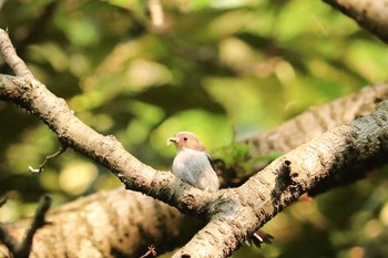 エナガ 三ツ池公園(横浜市鶴見区) 2019年4月25日(木)