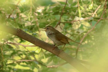 ウグイス 三ツ池公園(横浜市鶴見区) 2019年4月25日(木)