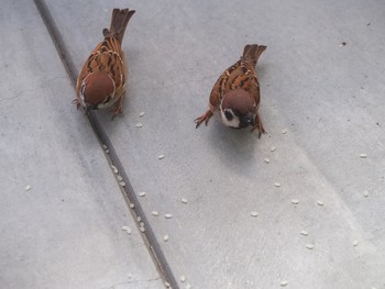 Eurasian Tree Sparrow 我が家のベランダ Fri, 3/8/2019