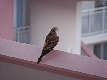 Common Kestrel 我が家のベランダ Thu, 8/18/2016