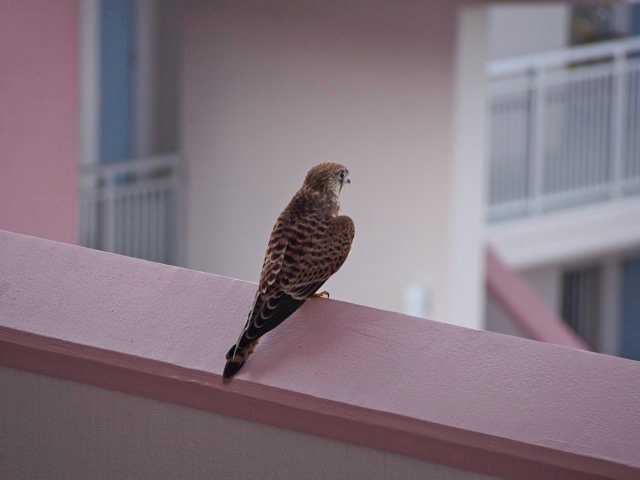 我が家のベランダ チョウゲンボウの写真 by 節子