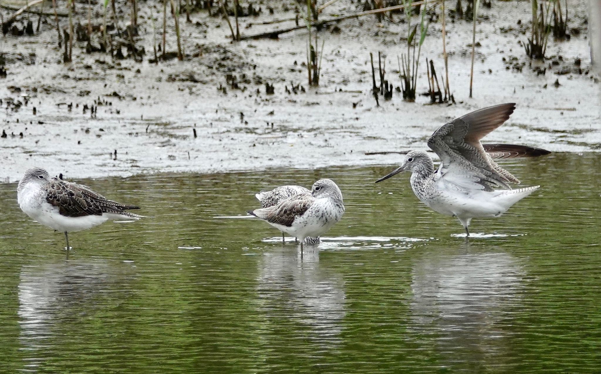 Common Greenshank