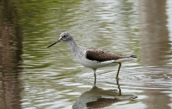 Thu, 4/25/2019 Birding report at Kasai Rinkai Park