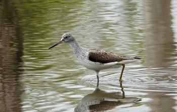 アオアシシギ 葛西臨海公園 2019年4月25日(木)