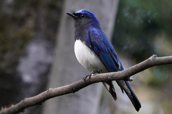 Blue-and-white Flycatcher 東京都多摩地域 Mon, 4/15/2019