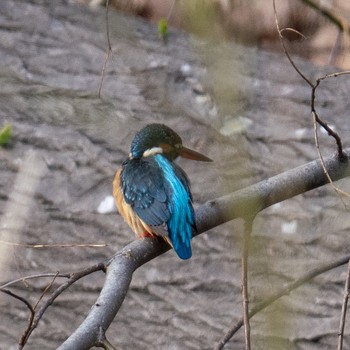 Common Kingfisher 札幌 Tue, 4/23/2019