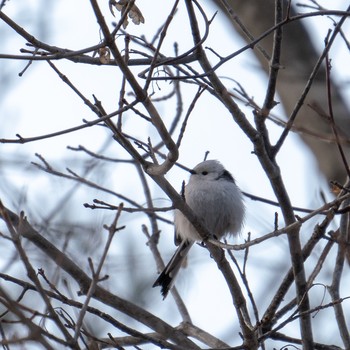 Long-tailed tit(japonicus) 札幌 Wed, 4/3/2019