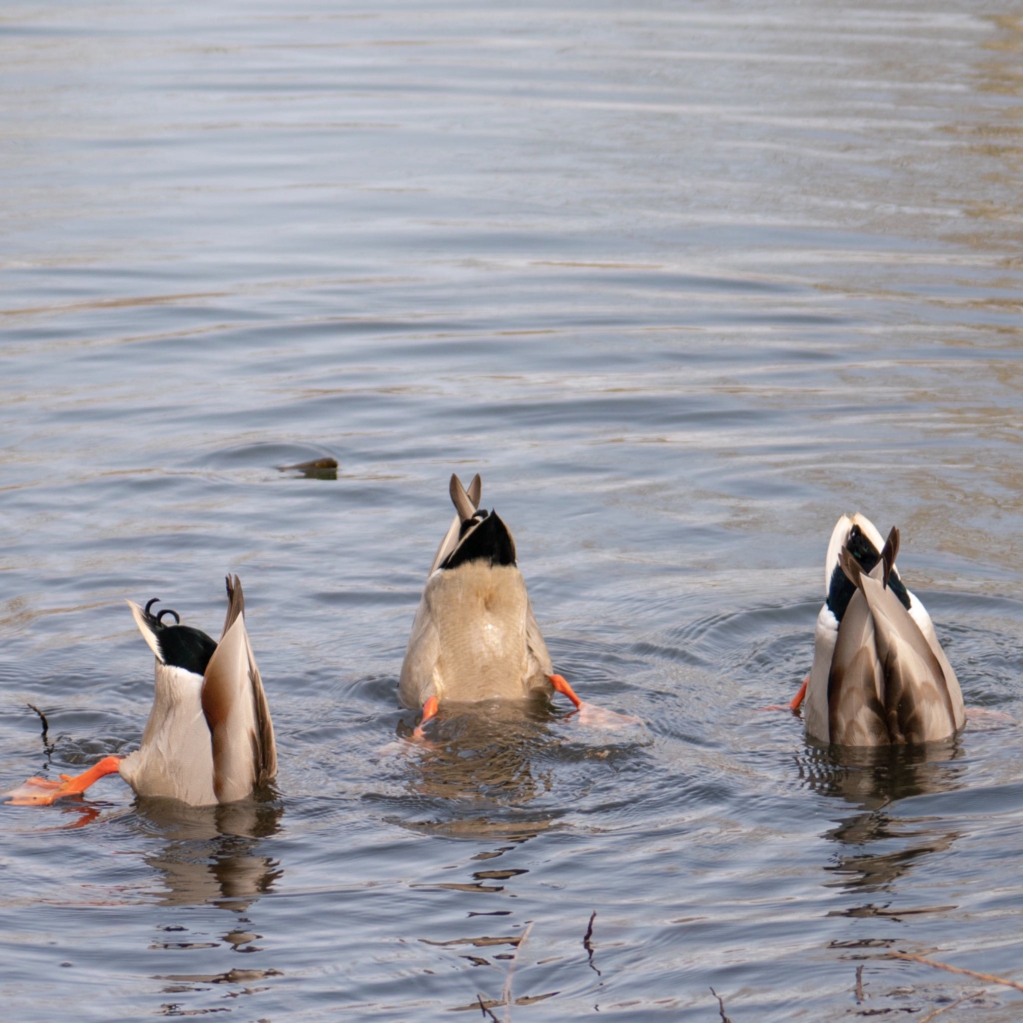 Photo of Mallard at 札幌 by Takanori Yoshioka