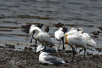 クロツラヘラサギ 場所が不明 2019年4月22日(月)