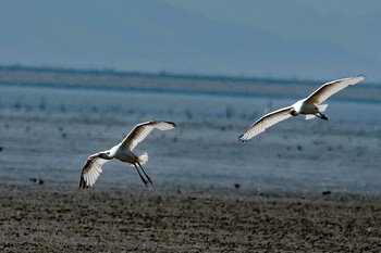 クロツラヘラサギ 場所が不明 2019年4月22日(月)