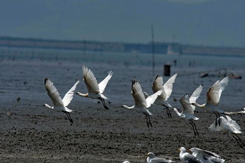 クロツラヘラサギ 場所が不明 2019年4月22日(月)