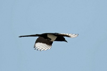 Eurasian Magpie Unknown Spots Mon, 4/22/2019