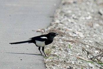 Eurasian Magpie Unknown Spots Mon, 4/22/2019