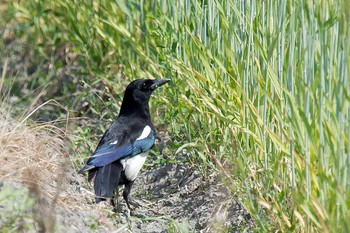 Eurasian Magpie Unknown Spots Mon, 4/22/2019