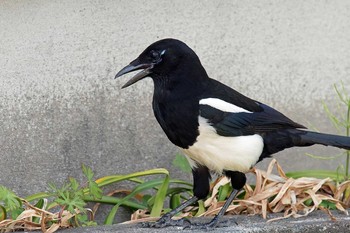 Eurasian Magpie Unknown Spots Mon, 4/22/2019