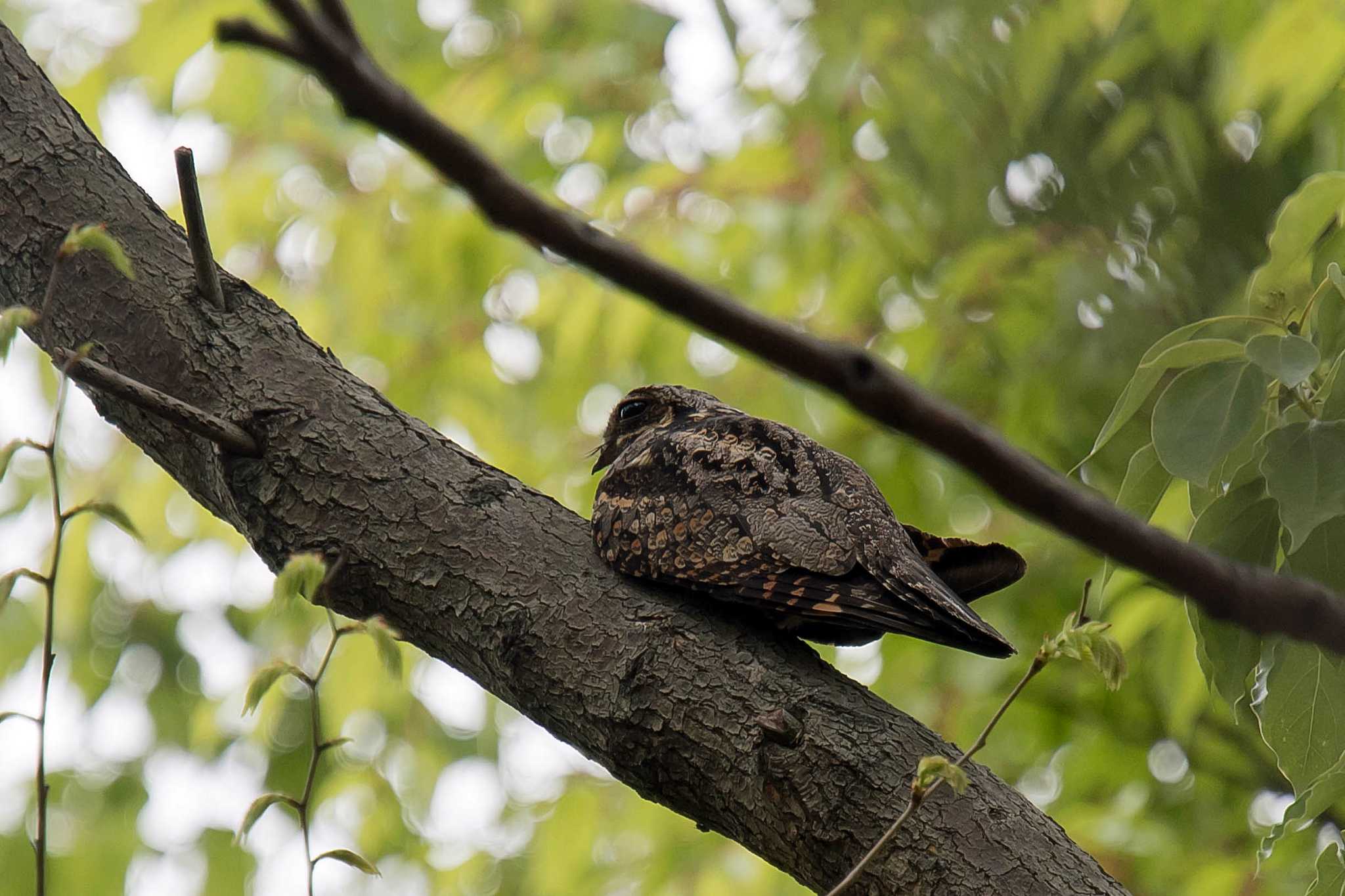 Photo of Grey Nightjar at  by Tanago Gaia (ichimonji)