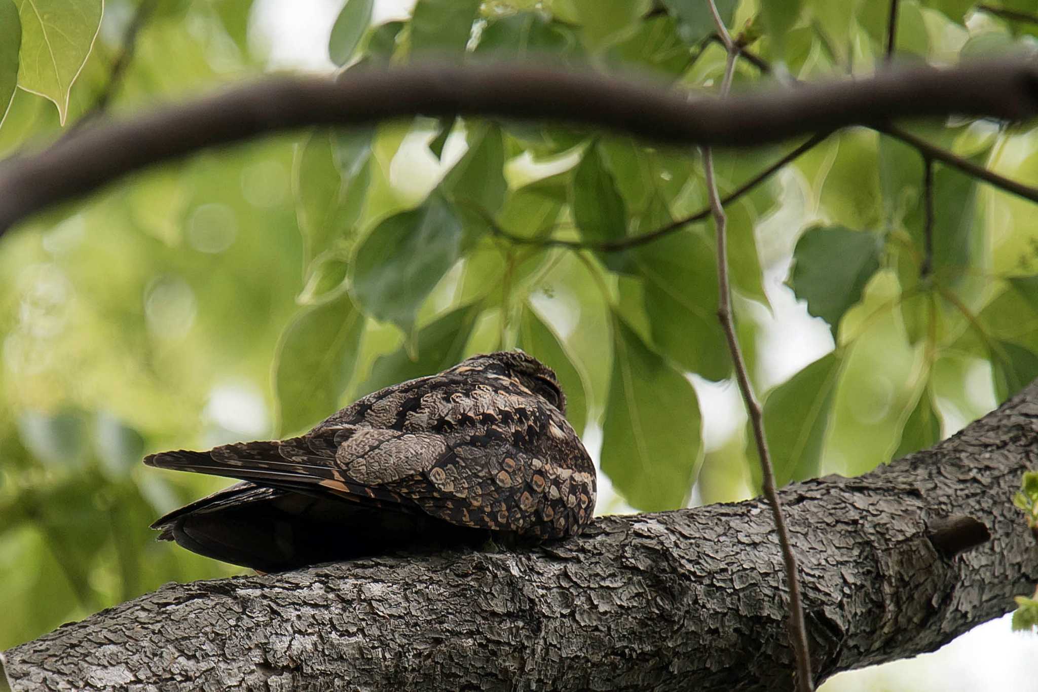 Photo of Grey Nightjar at  by Tanago Gaia (ichimonji)