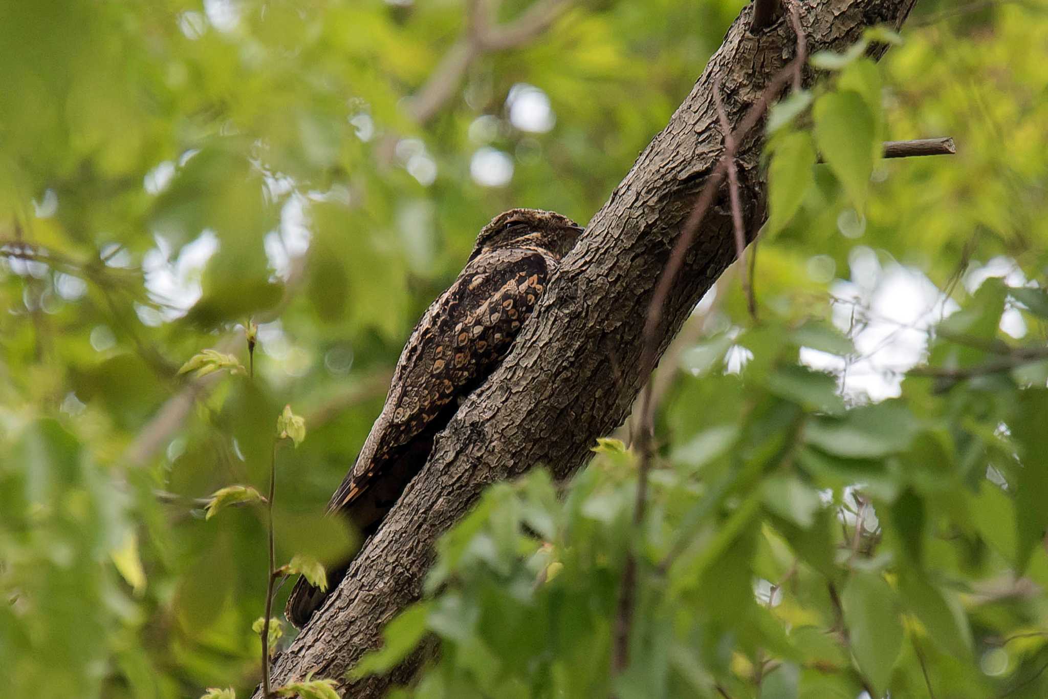 Photo of Grey Nightjar at  by Tanago Gaia (ichimonji)