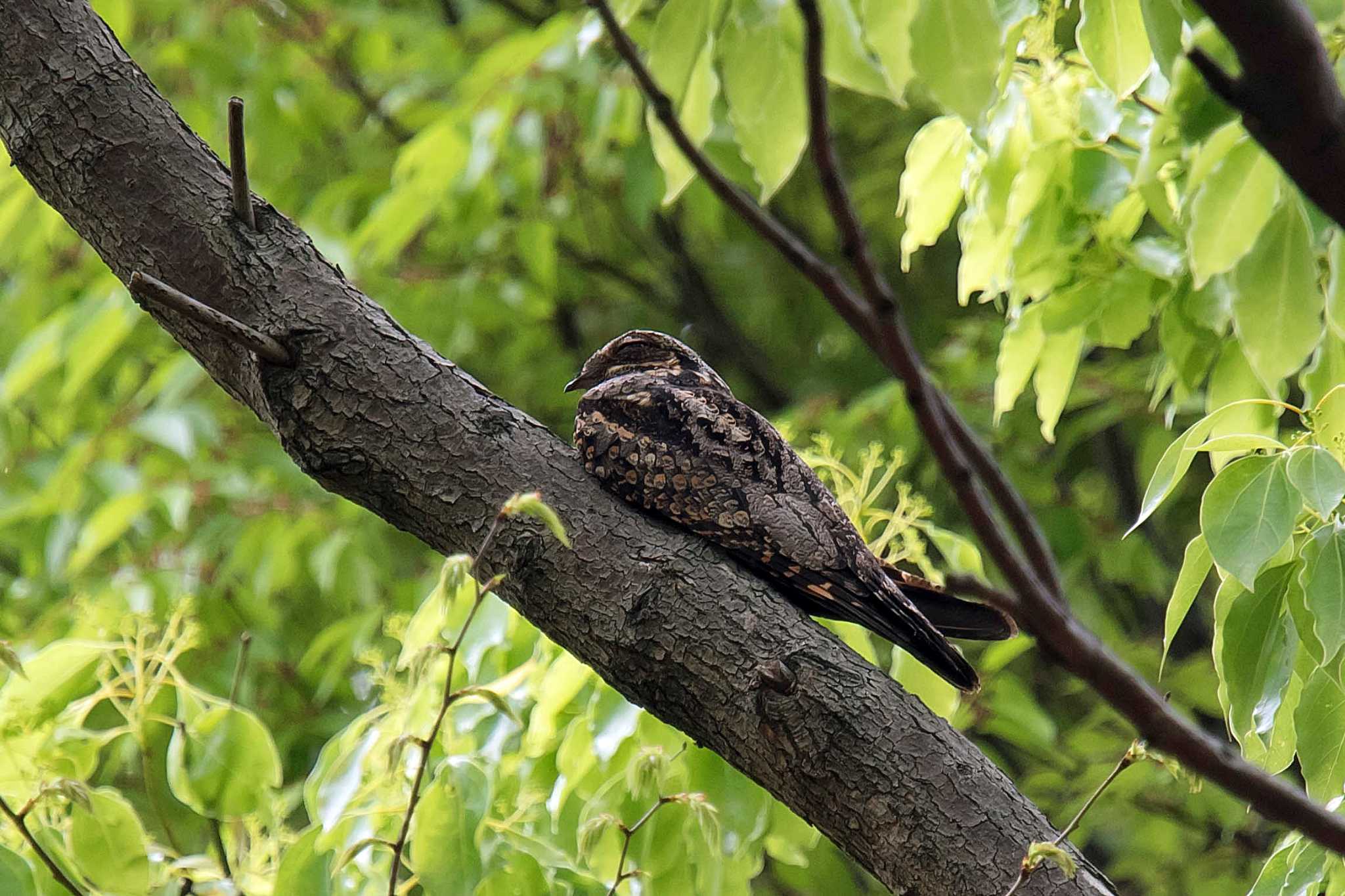 Photo of Grey Nightjar at  by Tanago Gaia (ichimonji)