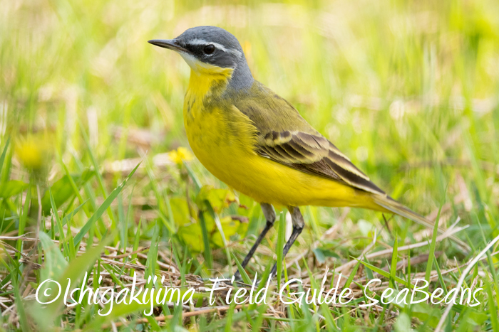 Photo of Eastern Yellow Wagtail(simillima) at Ishigaki Island by 石垣島バードウオッチングガイドSeaBeans