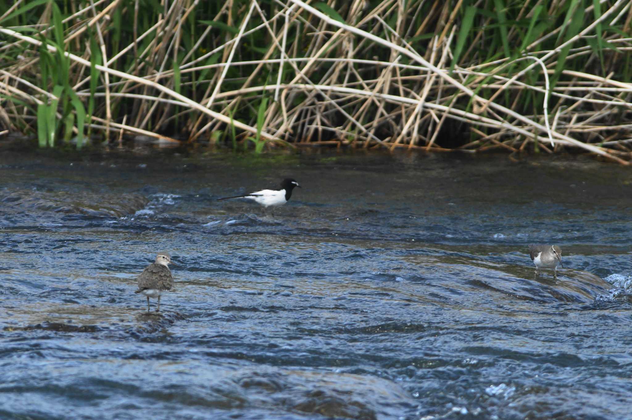 Common Sandpiper