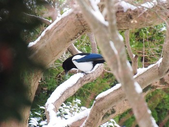 2015年1月1日(木) 福岡県太宰府市の野鳥観察記録