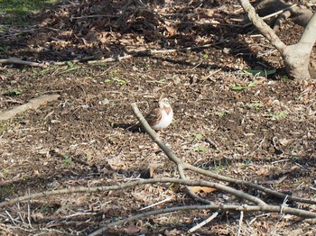 2016年2月21日(日) 昭和記念公園の野鳥観察記録