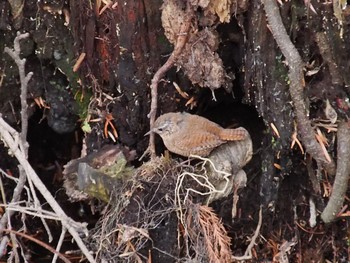 2018年3月24日(土) 石神井公園の野鳥観察記録