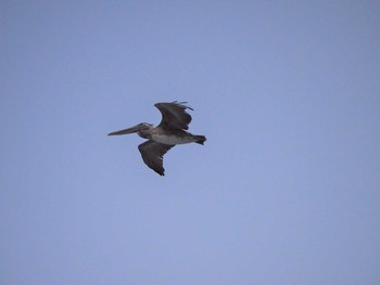 2013年1月28日(月) Huntington Beach (California, USA)の野鳥観察記録