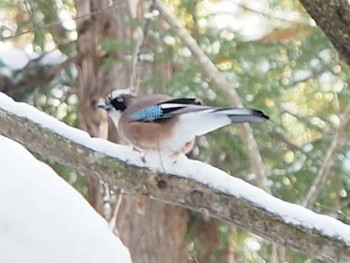 カケス 地獄谷野猿公苑 (長野県) 2016年1月31日(日)