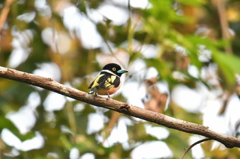 Black-and-yellow Broadbill Sri Phang-nga NP Mon, 2/25/2019