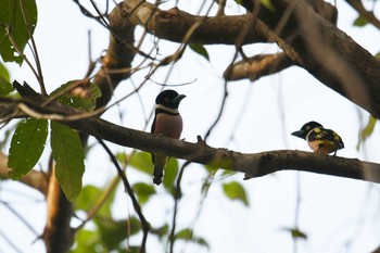 Black-and-yellow Broadbill Sri Phang-nga NP Mon, 2/25/2019