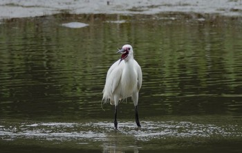 コサギ 葛西臨海公園 2019年4月25日(木)