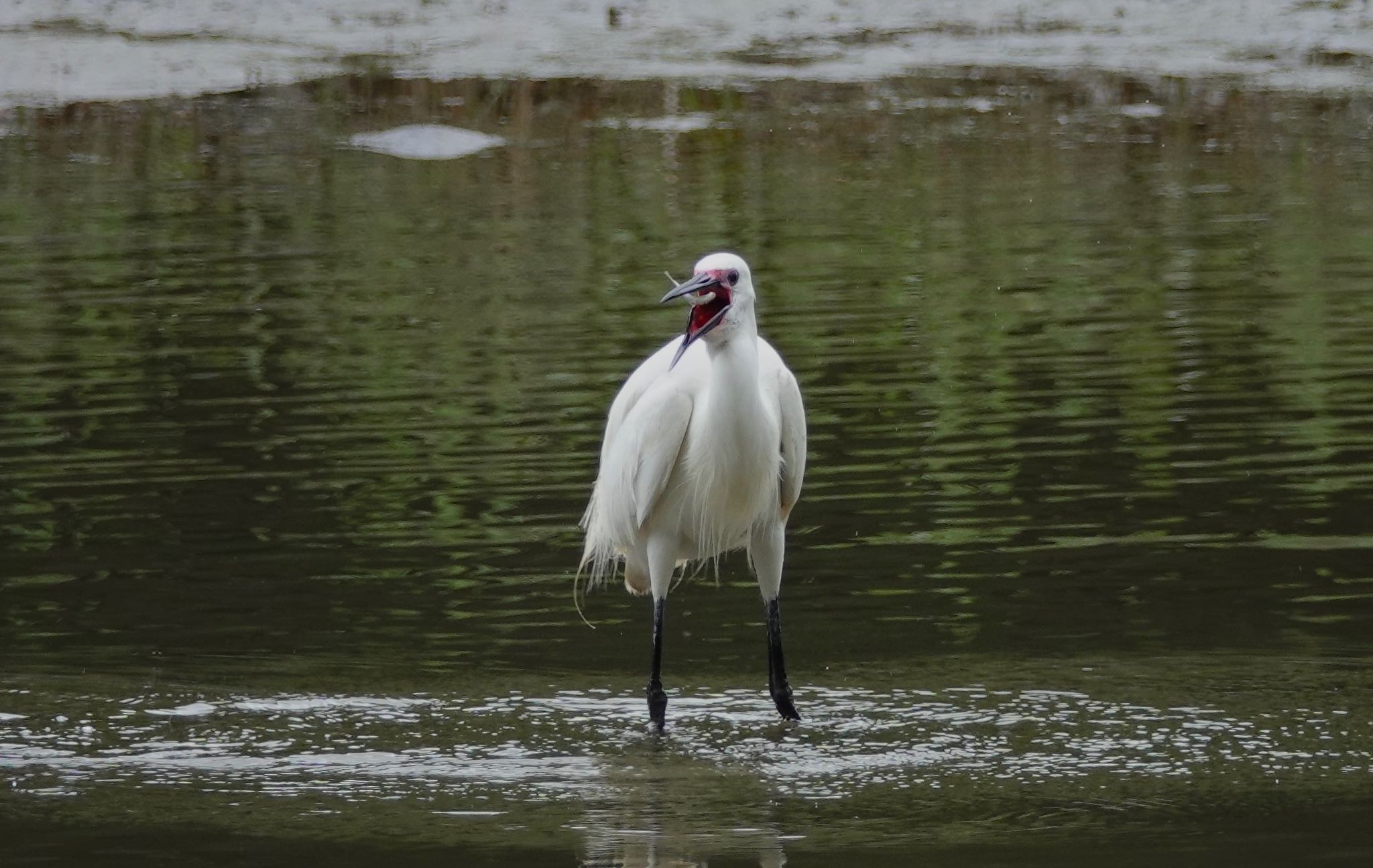 Little Egret