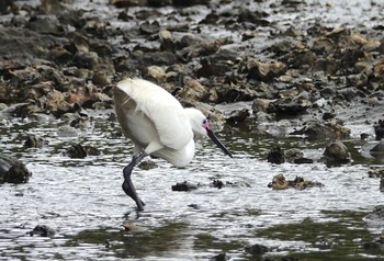 コサギ 葛西臨海公園 2019年4月25日(木)