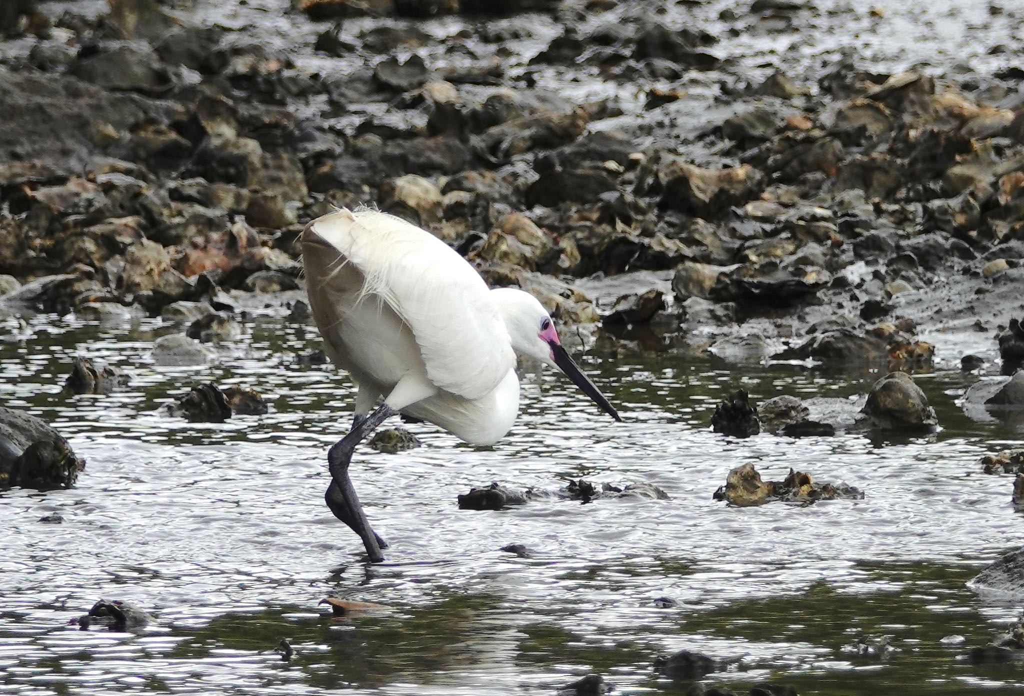 Little Egret