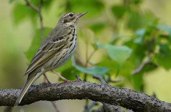 Olive-backed Pipit 東京都多摩地域 Thu, 4/25/2019