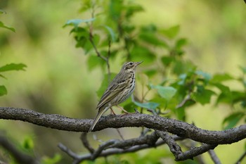 Olive-backed Pipit 東京都多摩地域 Thu, 4/25/2019