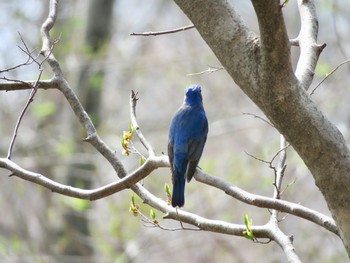 オオルリ 山梨県北杜市 2019年4月23日(火)