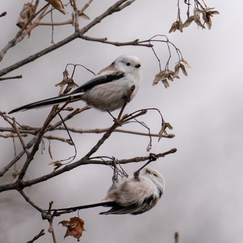 Long-tailed tit(japonicus) 札幌 Mon, 4/8/2019