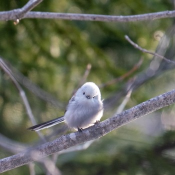 Long-tailed tit(japonicus) 札幌 Wed, 4/3/2019