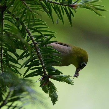 Warbling White-eye 鎮国寺 Wed, 4/24/2019