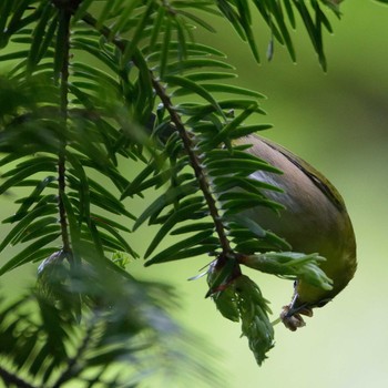 Warbling White-eye 鎮国寺 Wed, 4/24/2019