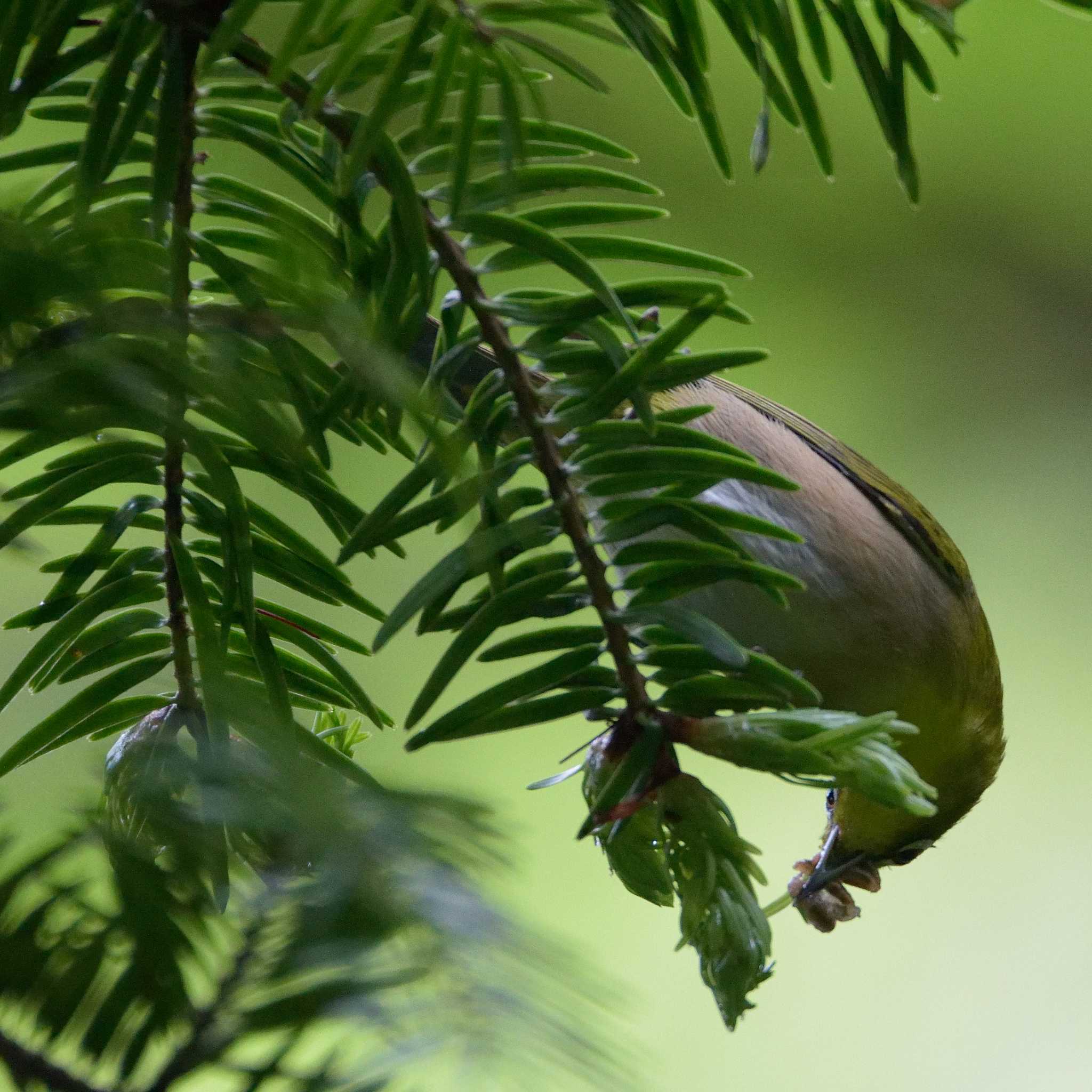 Photo of Warbling White-eye at 鎮国寺 by poyon ぽよん