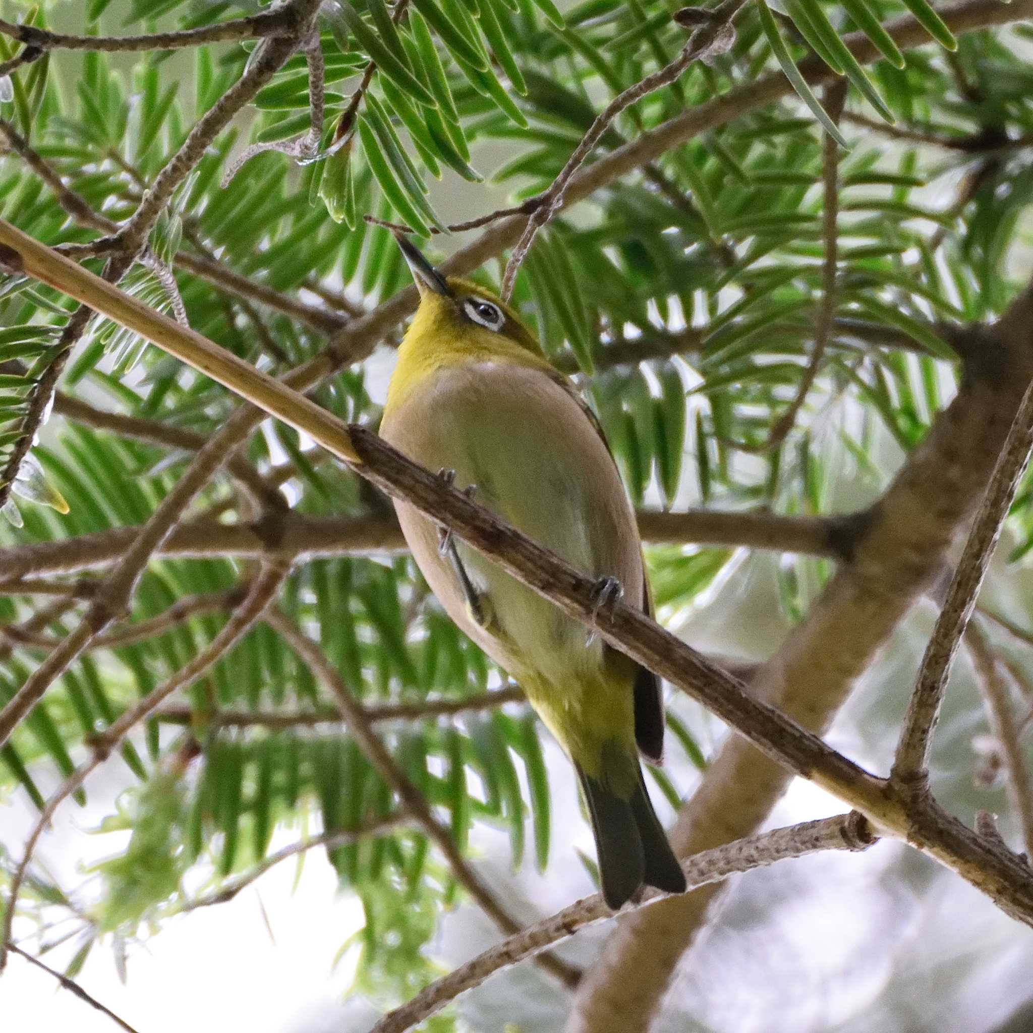 Photo of Warbling White-eye at 鎮国寺 by poyon ぽよん