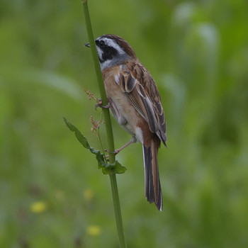 2019年4月24日(水) 山田ホタルノ里の野鳥観察記録