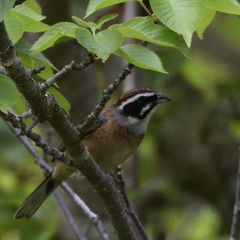 Meadow Bunting 山田ホタルノ里 Wed, 4/24/2019